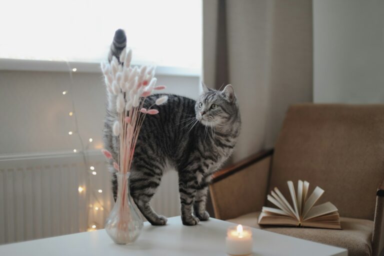 Cat friendly coffee table decor