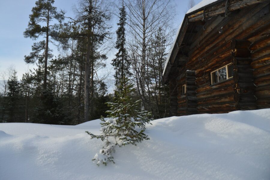 Snowy forest cabin exterior pine trees