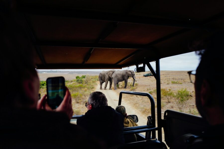 Safari vehicle tourists observing elephants distance