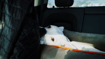How to make pet-friendly trips work for both humans and animals