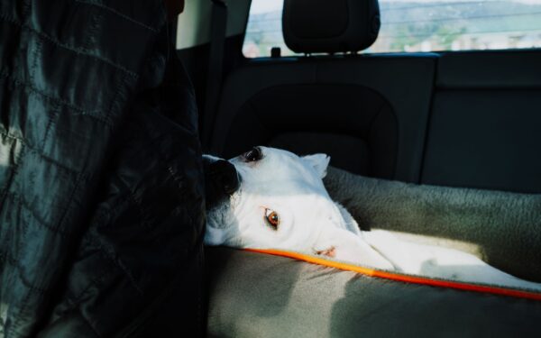 How to make pet-friendly trips work for both humans and animals
