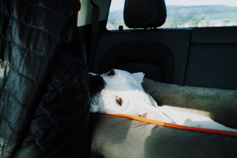 Dog car backseat