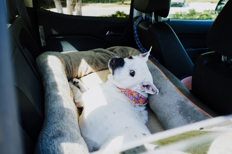 Dog car backseat
