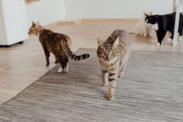 Cat hotel room