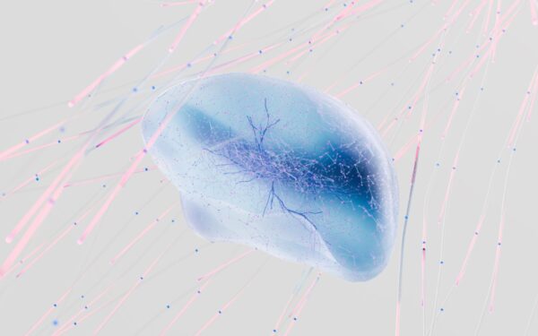 Japanese lab-grown brain circuits reveal how the thalamus shapes cortical development
