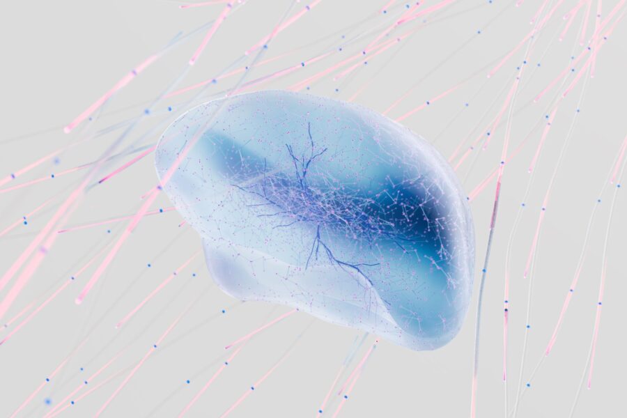 Japanese lab-grown brain circuits reveal how the thalamus shapes cortical development