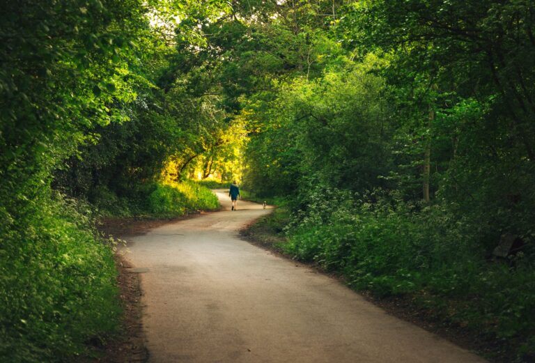 Summer walking path