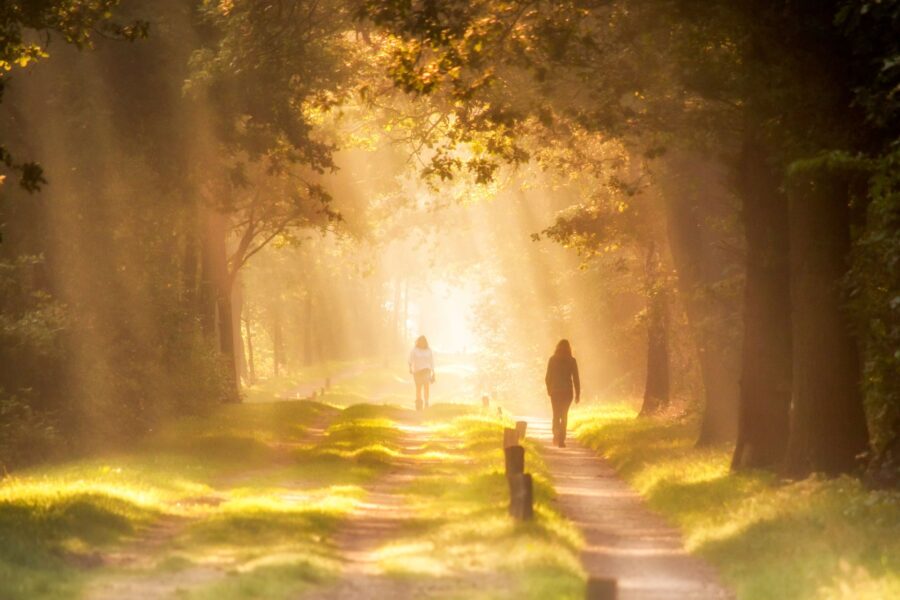 Summer walking path