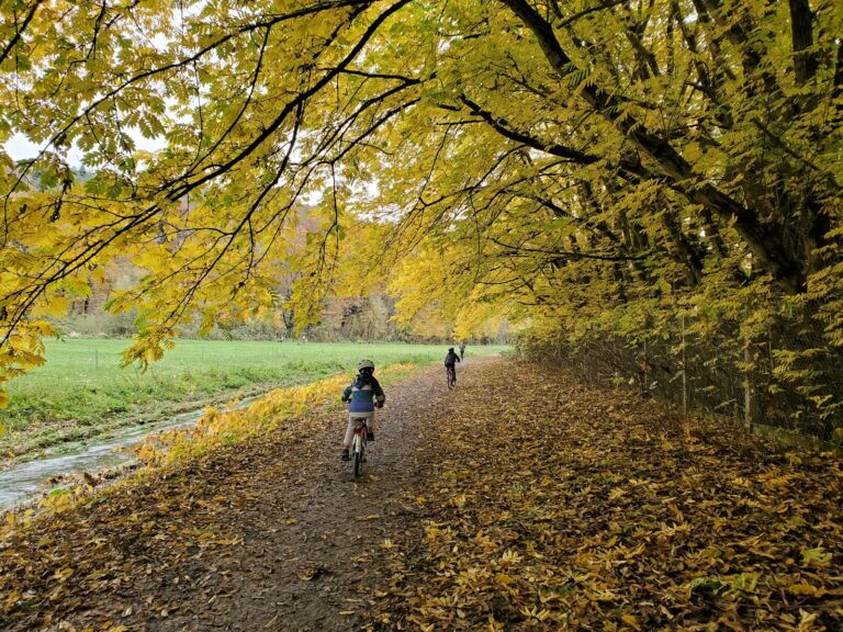 Forest trail close