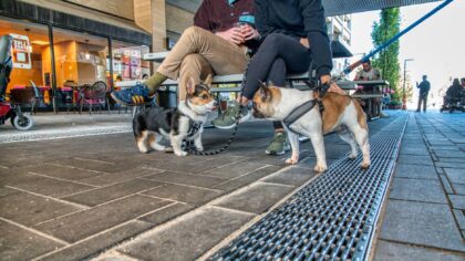 How to plan a pet-friendly city break that works for both humans and animals