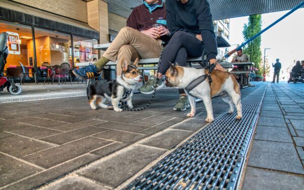 How to plan a pet-friendly city break that works for both humans and animals