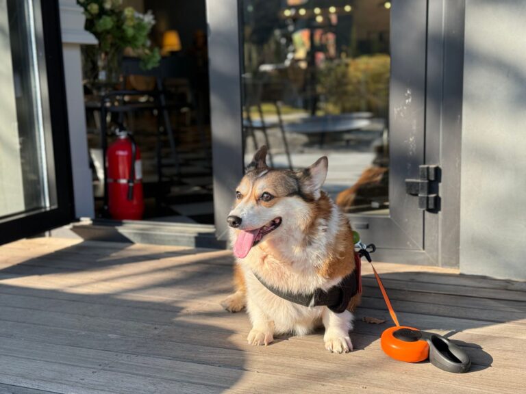 Dog leash sitting
