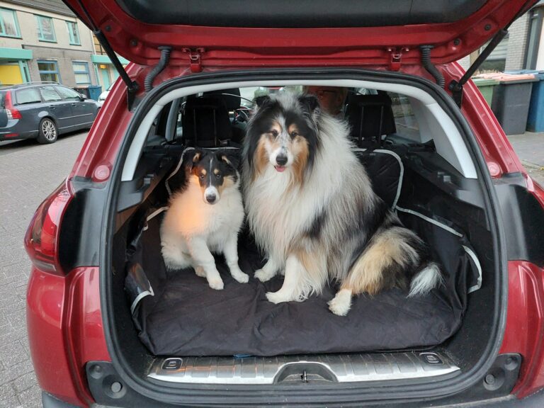 Dog car back
