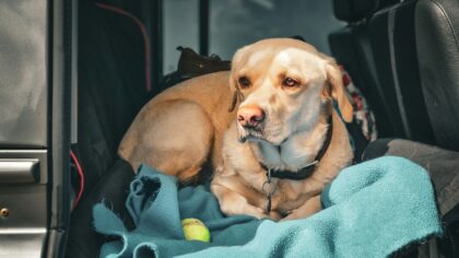 How to plan a pet-friendly road trip that keeps everyone comfortable
