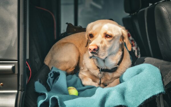 How to plan a pet-friendly road trip that keeps everyone comfortable