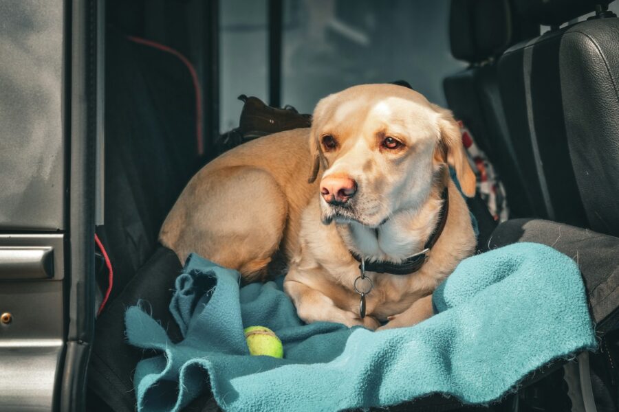 Dog car back