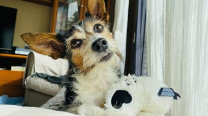 Keep your dog active indoors with these safe exercise ideas