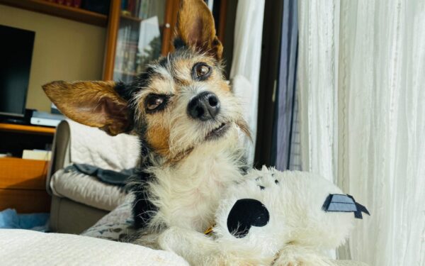 Keep your dog active indoors with these safe exercise ideas