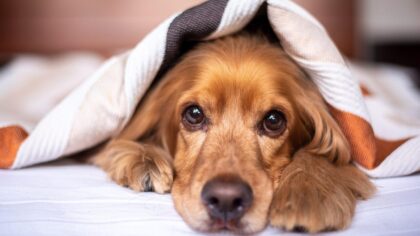 Summer safety tips every dog owner should know