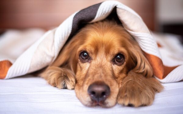Summer safety tips every dog owner should know