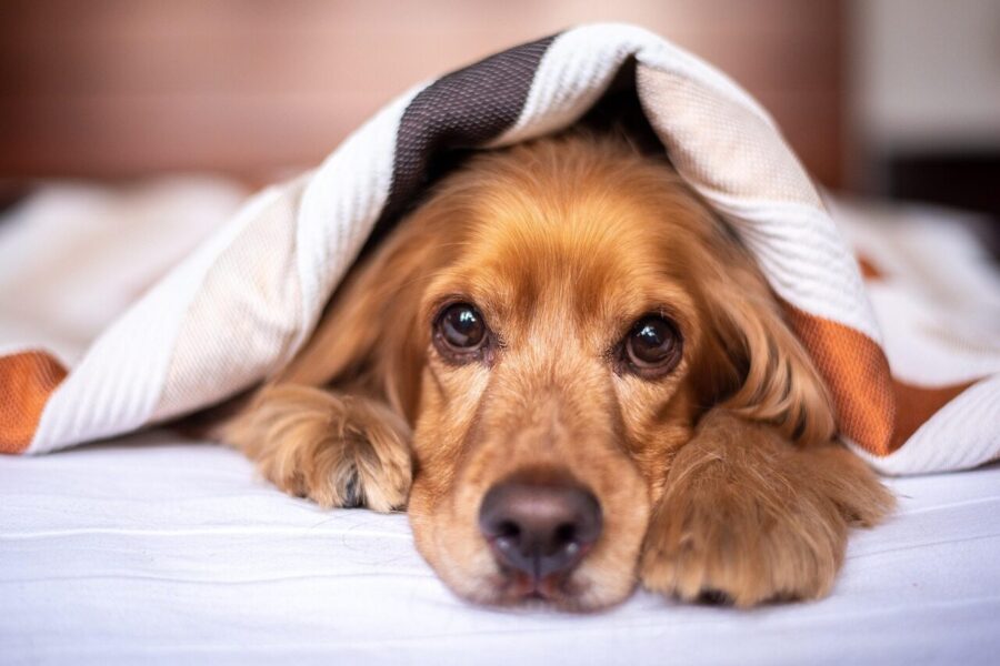 Dog. Photo: Pixabay
